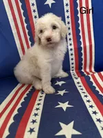 Cream girl #2, a female Sheepadoodle for sale in Hudson, CO – 1 of 5