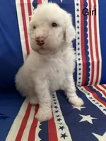 Cream Girl #1, a female Sheepadoodle for sale in Hudson, CO – 1 of 4