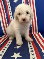 Cream girl #2, a female Sheepadoodle for sale in Hudson, CO – 5 of 5