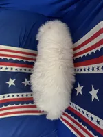 Cream boy, a male Sheepadoodle for sale in Hudson, CO – 4 of 5