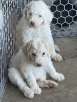 Cream girl #2, a female Sheepadoodle for sale in Hudson, CO – 3 of 5