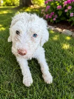 Cream Girl #1, a female Sheepadoodle for sale in Hudson, CO – 2 of 4