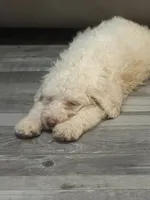 Cream boy, a male Sheepadoodle for sale in Hudson, CO – 3 of 5