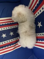 Cream girl #2, a female Sheepadoodle for sale in Hudson, CO – 4 of 5