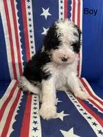 Black and white boy, a male Sheepadoodle for sale in Hudson, CO – 1 of 3