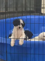 Black and white boy, a male Sheepadoodle for sale in Hudson, CO – 2 of 3