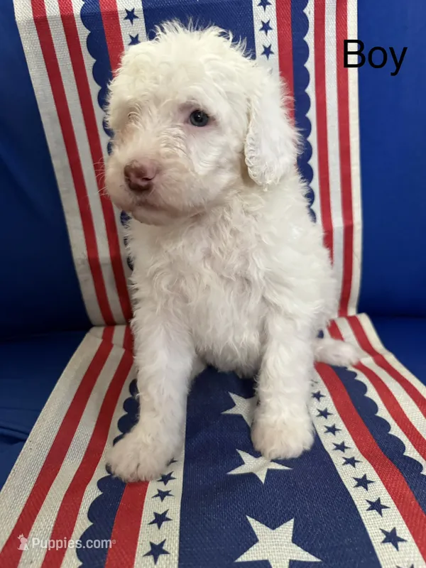 Cream boy – Sheepadoodle puppy for sale in Hudson, CO