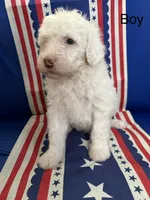 Cream boy, a male Sheepadoodle for sale in Hudson, CO – 1 of 5