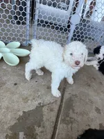 Cream Girl #1, a female Sheepadoodle for sale in Hudson, CO – 4 of 4