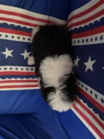 Black and white boy, a male Sheepadoodle for sale in Hudson, CO – 3 of 3