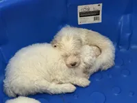 Cream girl #2, a female Sheepadoodle for sale in Hudson, CO – 2 of 5