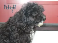 Midnight, a male Miniature Bernedoodle for sale in Bernville, PA – 2 of 2