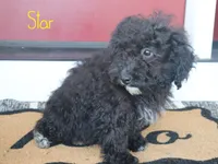 Star, a female Miniature Bernedoodle for sale in Bernville, PA – 1 of 4