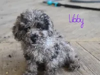 Libby, a female Poodle - Toy  for sale in Bernville, PA – 3 of 5