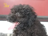 Star, a female Miniature Bernedoodle for sale in Bernville, PA – 2 of 4