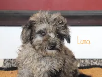 Luna, a female Poodle - Toy  for sale in Bernville, PA – 3 of 3