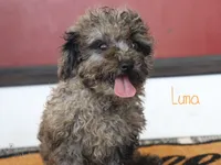 Luna, a female Poodle - Toy  for sale in Bernville, PA – 2 of 3