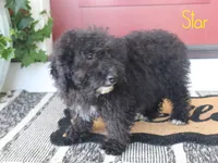 Star, a female Miniature Bernedoodle for sale in Bernville, PA – 3 of 4