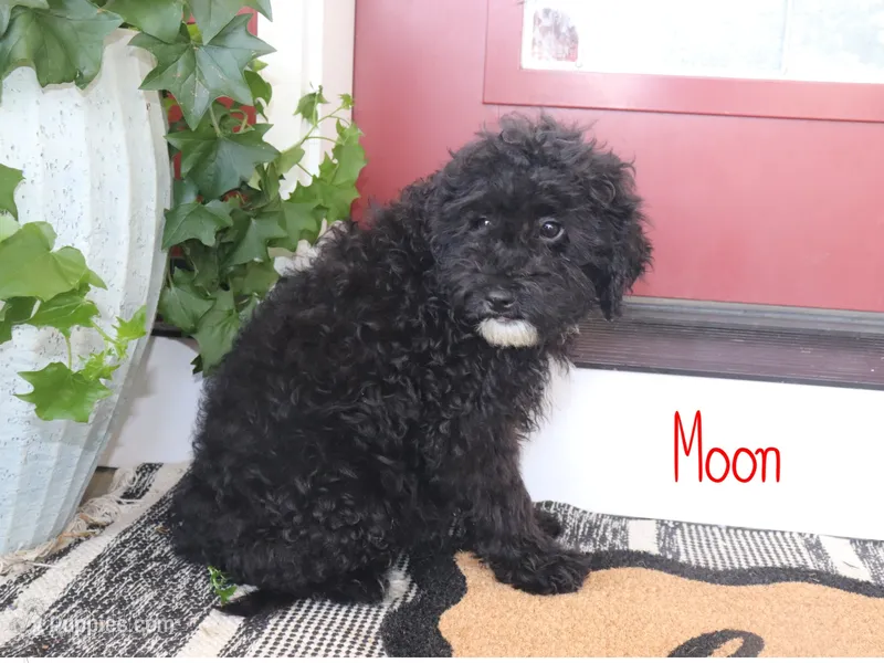 Moon, a male Miniature Bernedoodle for sale in Bernville, PA – 1 of 2