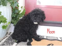 Moon, a male Miniature Bernedoodle for sale in Bernville, PA – 1 of 2
