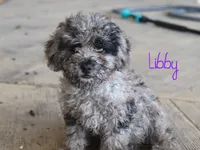Libby, a female Poodle - Toy  for sale in Bernville, PA – 2 of 5