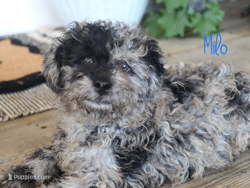 Milo, a male Poodle - Toy  for sale in Bernville, PA – 1 of 3