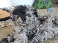 Milo, a male Poodle - Toy  for sale in Bernville, PA – 1 of 3