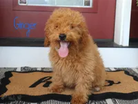 Ginger, a male Miniature Bernedoodle for sale in Bernville, PA – 2 of 4