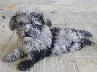 Luna, a female Poodle - Toy  for sale in Bernville, PA – 1 of 3