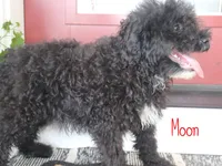 Moon, a male Miniature Bernedoodle for sale in Bernville, PA – 2 of 2