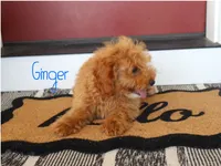 Ginger, a male Miniature Bernedoodle for sale in Bernville, PA – 1 of 4