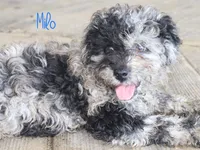Milo, a male Poodle - Toy  for sale in Bernville, PA – 3 of 3