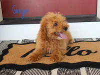 Ginger, a male Miniature Bernedoodle for sale in Bernville, PA – 3 of 4