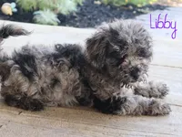 Libby, a female Poodle - Toy  for sale in Bernville, PA – 5 of 5