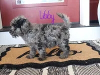 Libby, a female Poodle - Toy  for sale in Bernville, PA – 4 of 5