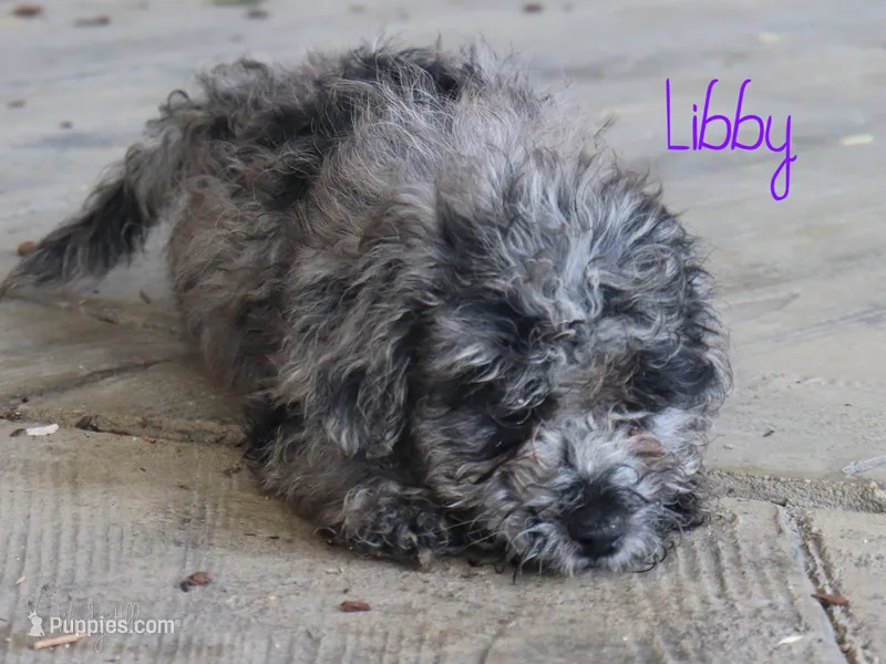 Libby – Poodle - Toy  puppy for sale in Bernville, PA