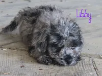 Libby, a female Poodle - Toy  for sale in Bernville, PA – 1 of 5