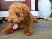 Ginger, a male Miniature Bernedoodle for sale in Bernville, PA – 4 of 4