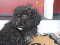 Star, a female Miniature Bernedoodle for sale in Bernville, PA – 4 of 4