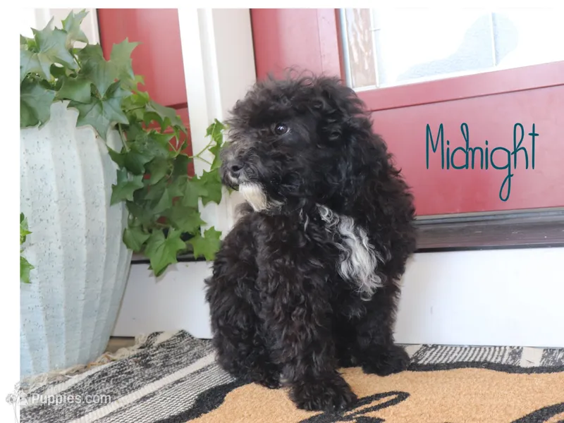 Midnight, a male Miniature Bernedoodle for sale in Bernville, PA – 1 of 2