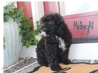 Midnight, a male Miniature Bernedoodle for sale in Bernville, PA – 1 of 2