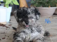 Milo, a male Poodle - Toy  for sale in Bernville, PA – 2 of 3