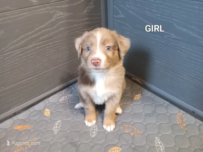 Girl 1 – Australian Shepherd puppy for sale in Cannon Falls, MN