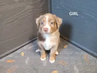 Girl 1, a female Australian Shepherd for sale in Cannon Falls, MN – 1 of 1