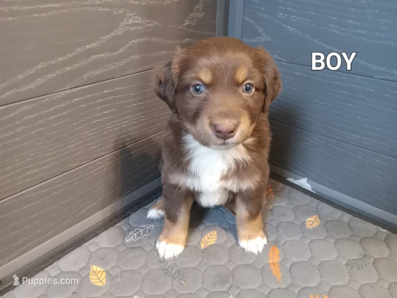 Brown 1 – Australian Shepherd puppy for sale in Cannon Falls, MN