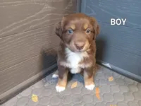 Brown 1, a male Australian Shepherd for sale in Cannon Falls, MN – 1 of 1