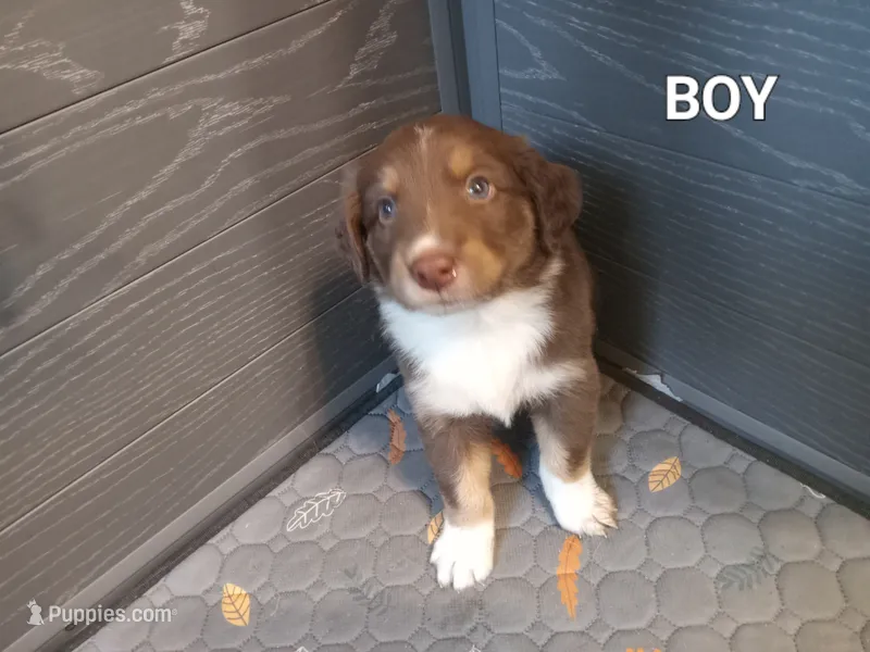 Brown 2 – Australian Shepherd puppy for sale in Cannon Falls, MN