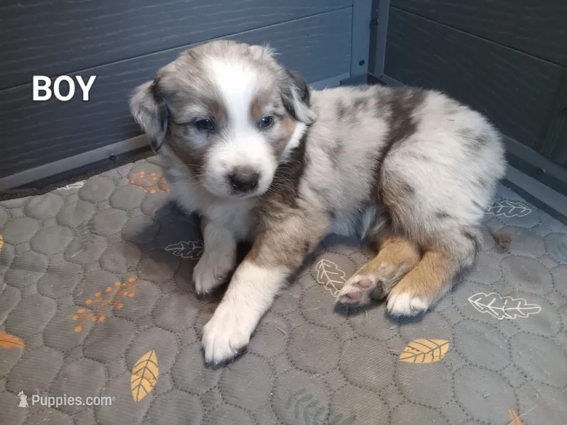 Blue 1 – Australian Shepherd puppy for sale in Cannon Falls, MN