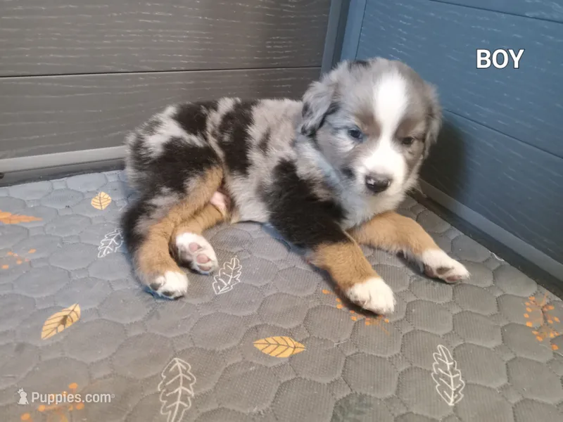 Blue 2 – Australian Shepherd puppy for sale in Cannon Falls, MN
