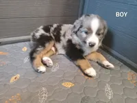 Blue 2, a male Australian Shepherd for sale in Cannon Falls, MN – 1 of 1
